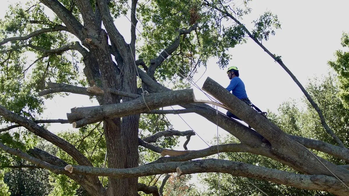 Professional Hazardous Tree Removal performed by certified arborists in Kathryn